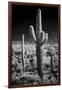 USA, Arizona, Tucson, Saguaro National Park-Peter Hawkins-Framed Photographic Print