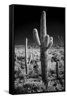 USA, Arizona, Tucson, Saguaro National Park-Peter Hawkins-Framed Stretched Canvas