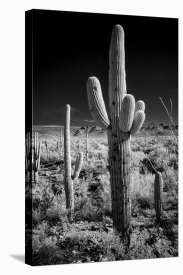 USA, Arizona, Tucson, Saguaro National Park-Peter Hawkins-Stretched Canvas