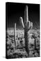 USA, Arizona, Tucson, Saguaro National Park-Peter Hawkins-Stretched Canvas