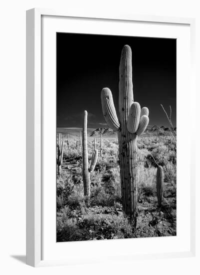 USA, Arizona, Tucson, Saguaro National Park-Peter Hawkins-Framed Photographic Print