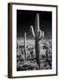 USA, Arizona, Tucson, Saguaro National Park-Peter Hawkins-Framed Photographic Print