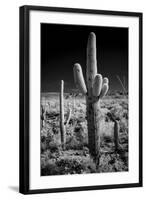 USA, Arizona, Tucson, Saguaro National Park-Peter Hawkins-Framed Photographic Print