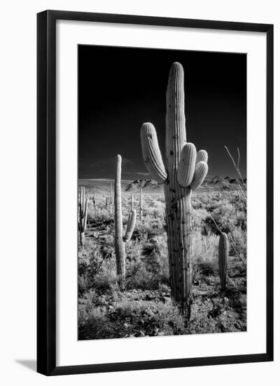 USA, Arizona, Tucson, Saguaro National Park-Peter Hawkins-Framed Photographic Print