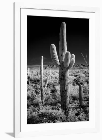 USA, Arizona, Tucson, Saguaro National Park-Peter Hawkins-Framed Photographic Print