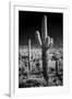 USA, Arizona, Tucson, Saguaro National Park-Peter Hawkins-Framed Photographic Print