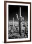 USA, Arizona, Tucson, Saguaro National Park-Peter Hawkins-Framed Photographic Print