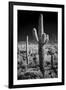 USA, Arizona, Tucson, Saguaro National Park-Peter Hawkins-Framed Photographic Print