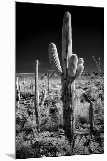 USA, Arizona, Tucson, Saguaro National Park-Peter Hawkins-Mounted Photographic Print