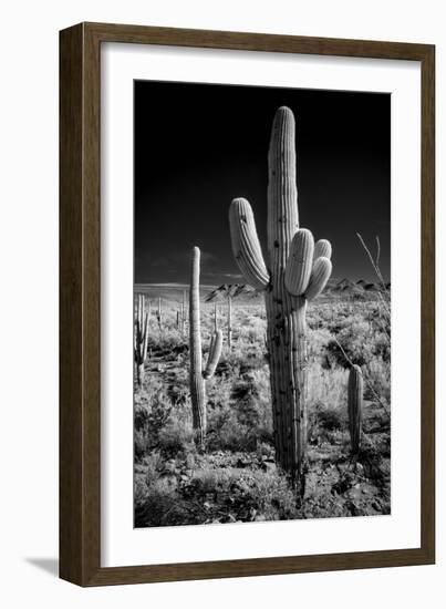 USA, Arizona, Tucson, Saguaro National Park-Peter Hawkins-Framed Photographic Print