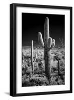 USA, Arizona, Tucson, Saguaro National Park-Peter Hawkins-Framed Photographic Print