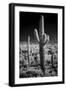 USA, Arizona, Tucson, Saguaro National Park-Peter Hawkins-Framed Photographic Print