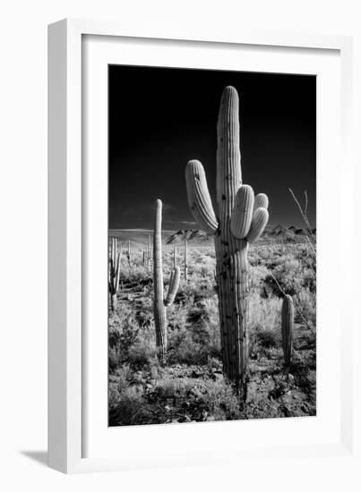 USA, Arizona, Tucson, Saguaro National Park-Peter Hawkins-Framed Photographic Print