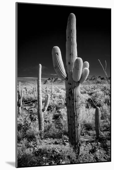 USA, Arizona, Tucson, Saguaro National Park-Peter Hawkins-Mounted Photographic Print