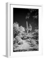 USA, Arizona, Tucson, Saguaro National Park-Peter Hawkins-Framed Photographic Print