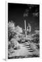 USA, Arizona, Tucson, Saguaro National Park-Peter Hawkins-Framed Premium Photographic Print