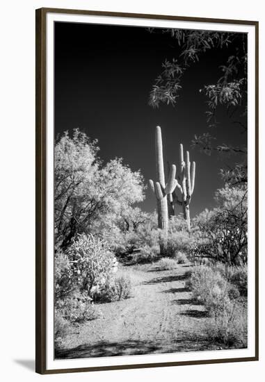 USA, Arizona, Tucson, Saguaro National Park-Peter Hawkins-Framed Premium Photographic Print