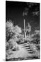 USA, Arizona, Tucson, Saguaro National Park-Peter Hawkins-Mounted Premium Photographic Print