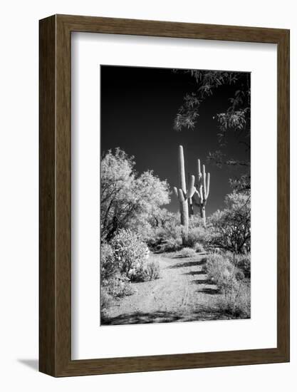 USA, Arizona, Tucson, Saguaro National Park-Peter Hawkins-Framed Photographic Print