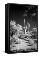 USA, Arizona, Tucson, Saguaro National Park-Peter Hawkins-Framed Stretched Canvas