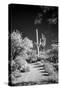 USA, Arizona, Tucson, Saguaro National Park-Peter Hawkins-Stretched Canvas