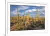 USA, Arizona, Tucson, Saguaro National Park-Peter Hawkins-Framed Premium Photographic Print