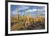 USA, Arizona, Tucson, Saguaro National Park-Peter Hawkins-Framed Premium Photographic Print