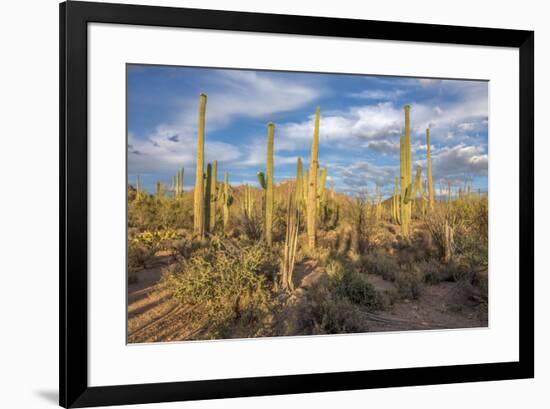 USA, Arizona, Tucson, Saguaro National Park-Peter Hawkins-Framed Premium Photographic Print