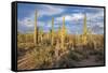 USA, Arizona, Tucson, Saguaro National Park-Peter Hawkins-Framed Stretched Canvas