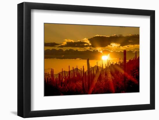 USA, Arizona, Tucson, Saguaro National Park-Peter Hawkins-Framed Photographic Print