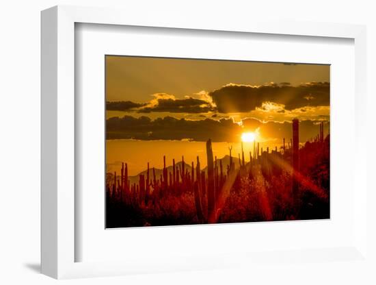 USA, Arizona, Tucson, Saguaro National Park-Peter Hawkins-Framed Photographic Print