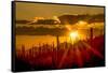 USA, Arizona, Tucson, Saguaro National Park-Peter Hawkins-Framed Stretched Canvas