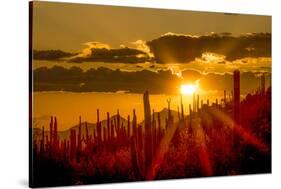 USA, Arizona, Tucson, Saguaro National Park-Peter Hawkins-Stretched Canvas