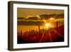 USA, Arizona, Tucson, Saguaro National Park-Peter Hawkins-Framed Photographic Print