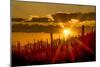 USA, Arizona, Tucson, Saguaro National Park-Peter Hawkins-Mounted Photographic Print