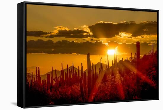 USA, Arizona, Tucson, Saguaro National Park-Peter Hawkins-Framed Stretched Canvas