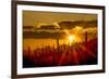 USA, Arizona, Tucson, Saguaro National Park-Peter Hawkins-Framed Photographic Print