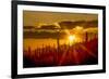 USA, Arizona, Tucson, Saguaro National Park-Peter Hawkins-Framed Premium Photographic Print