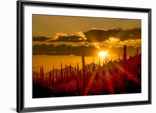 USA, Arizona, Tucson, Saguaro National Park-Peter Hawkins-Framed Premium Photographic Print