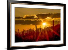 USA, Arizona, Tucson, Saguaro National Park-Peter Hawkins-Framed Premium Photographic Print