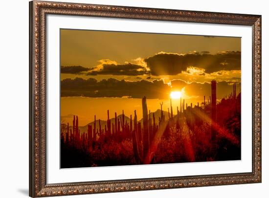 USA, Arizona, Tucson, Saguaro National Park-Peter Hawkins-Framed Premium Photographic Print