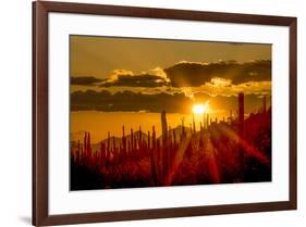 USA, Arizona, Tucson, Saguaro National Park-Peter Hawkins-Framed Premium Photographic Print