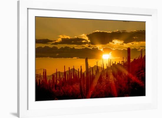 USA, Arizona, Tucson, Saguaro National Park-Peter Hawkins-Framed Photographic Print