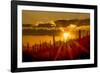 USA, Arizona, Tucson, Saguaro National Park-Peter Hawkins-Framed Photographic Print