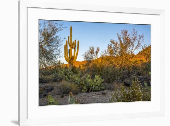 USA, Arizona, Tucson, Saguaro National Park-Peter Hawkins-Framed Premium Photographic Print