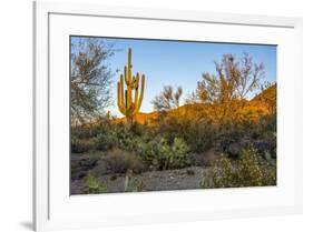 USA, Arizona, Tucson, Saguaro National Park-Peter Hawkins-Framed Premium Photographic Print