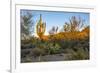 USA, Arizona, Tucson, Saguaro National Park-Peter Hawkins-Framed Premium Photographic Print