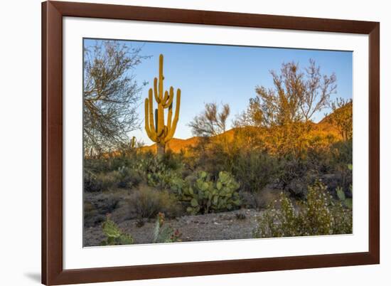 USA, Arizona, Tucson, Saguaro National Park-Peter Hawkins-Framed Premium Photographic Print