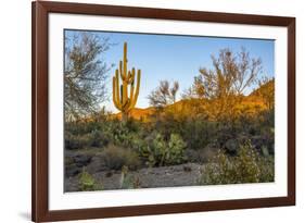 USA, Arizona, Tucson, Saguaro National Park-Peter Hawkins-Framed Premium Photographic Print