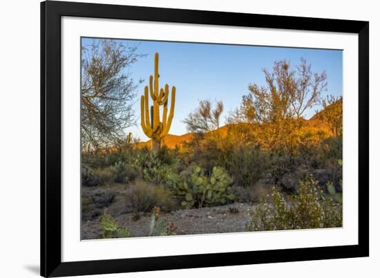 USA, Arizona, Tucson, Saguaro National Park-Peter Hawkins-Framed Premium Photographic Print